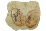 Pair Of + Megistaspis Trilobites - Fezouata Formation, Morocco #191786-1